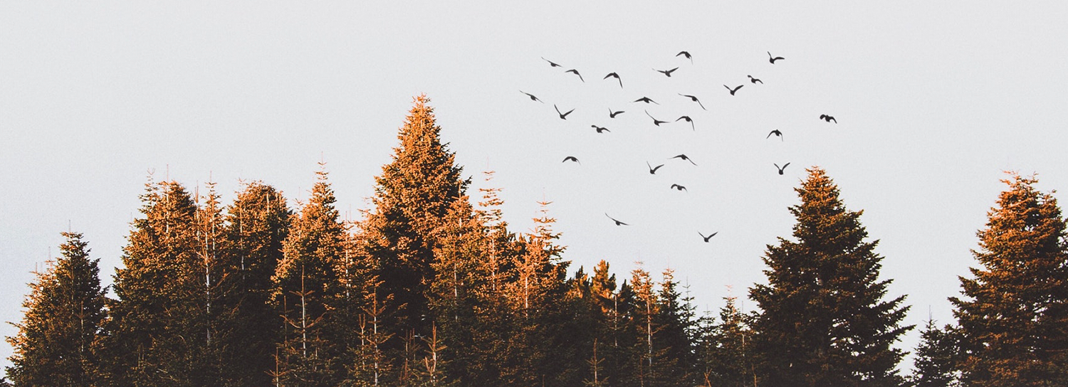 How I Became a Morning Person